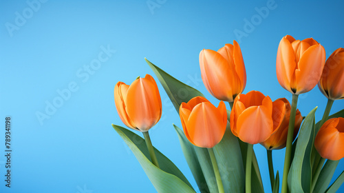 orange tulips on a blue background  natural lighting   reated with Generative Ai