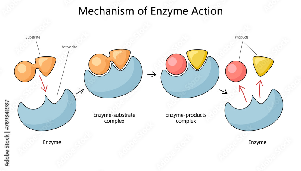 Human Mechanism Of Enzyme Action With Substrate And Product Complexes 
