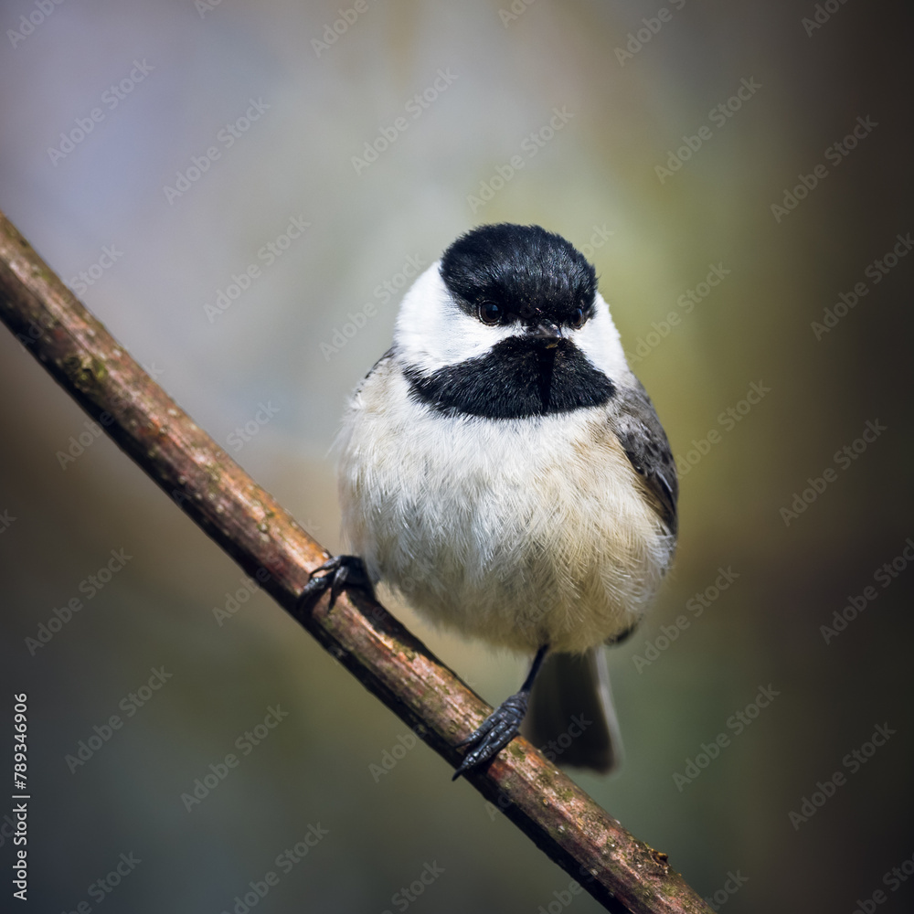 Obraz premium Black Capped Chickadee