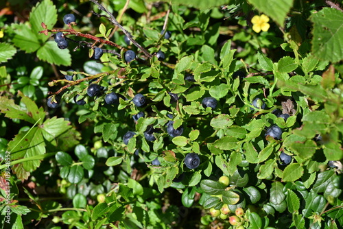 Black berries of wild blueberry on branches in nature close-up