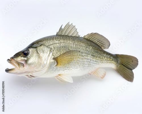 A largemouth bass fish on a white background