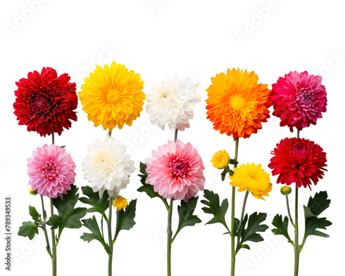 Row of colorful chrysanthemum flowers on transparent background