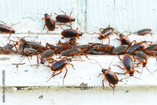 A lot of cockroaches are sitting on a white wooden shelf. The German cockroach (Blattella germanica). Common household cockroaches photo