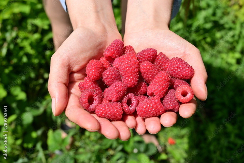 Ripe, red raspberries in the palm of your hand. Ripe, red raspberries in the palm of your hand.