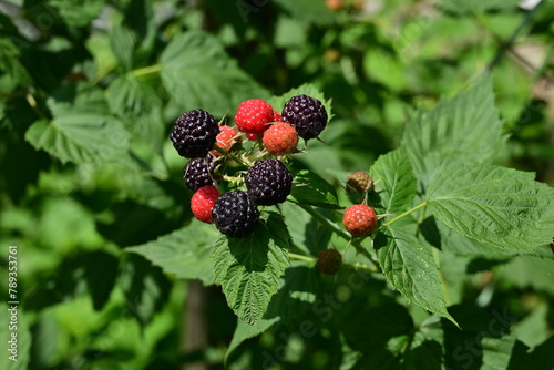 A close-up shot of a blackberry branch, showcasing its thorny stems and clusters of juicy, dark berries, ripe and ready for picking.