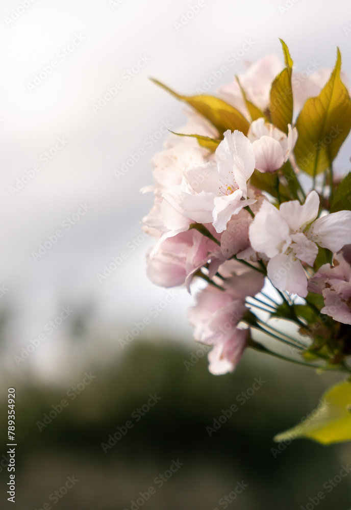 Japanische Kirschblüte