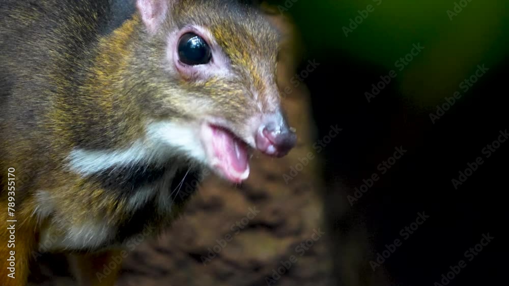 A female Java mouse-deer standing under a bush A female Java mouse-deer standing under a bush