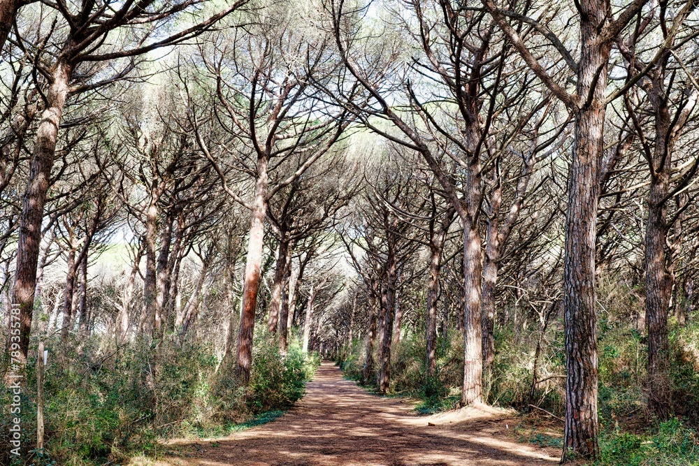 Panorama from the main path in the maritime pine forest of the Tombolo reserve in Bibbona, Tuscany, Italy