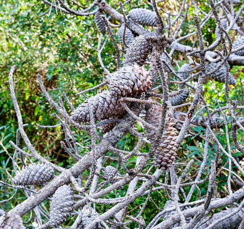 Detail of a maritime pine and its cones in the maritime pine forest of the Tombolo reserve in Bibbona, Tuscany Italy
