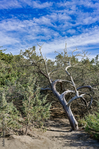 Particularly twisted tree on the main path in the maritime pine forest of the Tombolo reserve in Bibbona, Tuscany, Italy