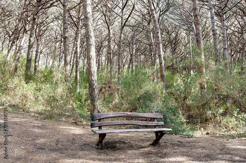 Wooden bench in the maritime pine forest of the Tombolo reserve in Bibbona, Tuscany, Italy