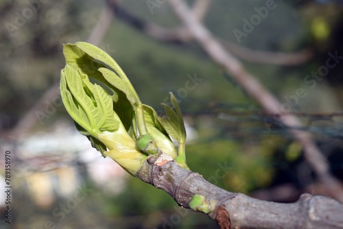 Young green fig leaves on a tree branch in a natural environment