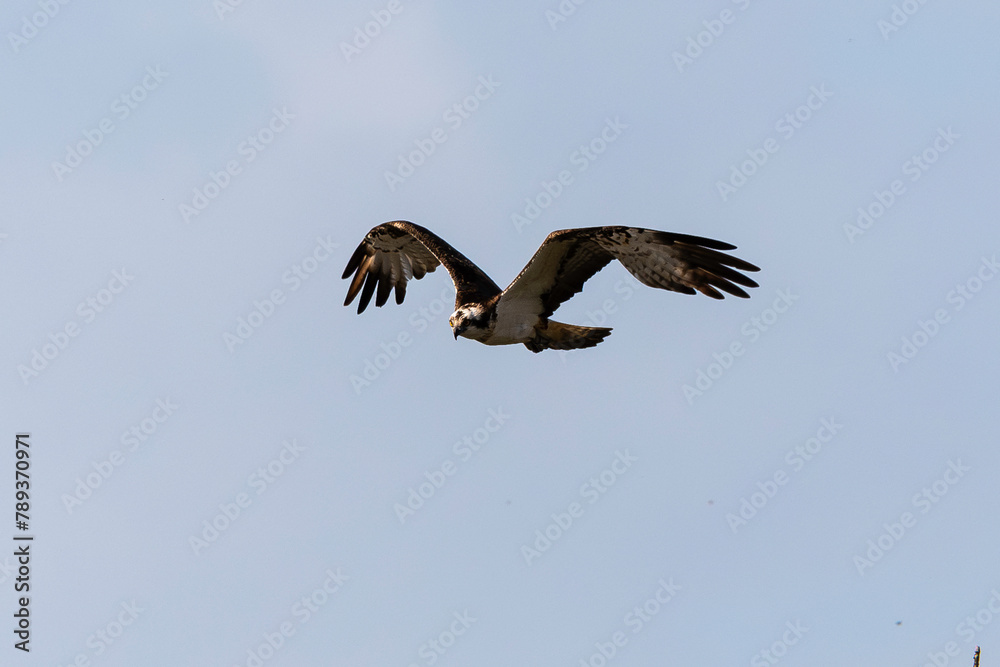 Balbuzard pêcheur, Pandion haliaetus, Western Osprey Balbuzard pêcheur, Pandion haliaetus, Western Osprey