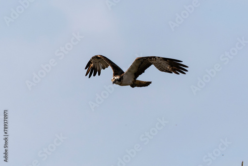 Balbuzard p  cheur  Pandion haliaetus  Western Osprey