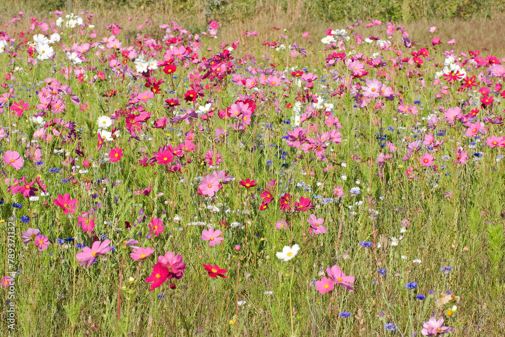 Friche fleurie, cosmos