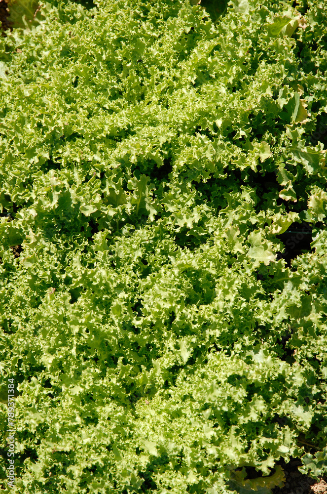 Lactuca sativa 'Sally', Laitue frisée, salade