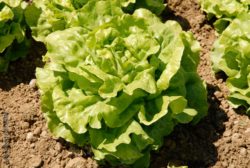 Obraz na plátně Lactuca sativa 'Augusta' , Laitue, salade