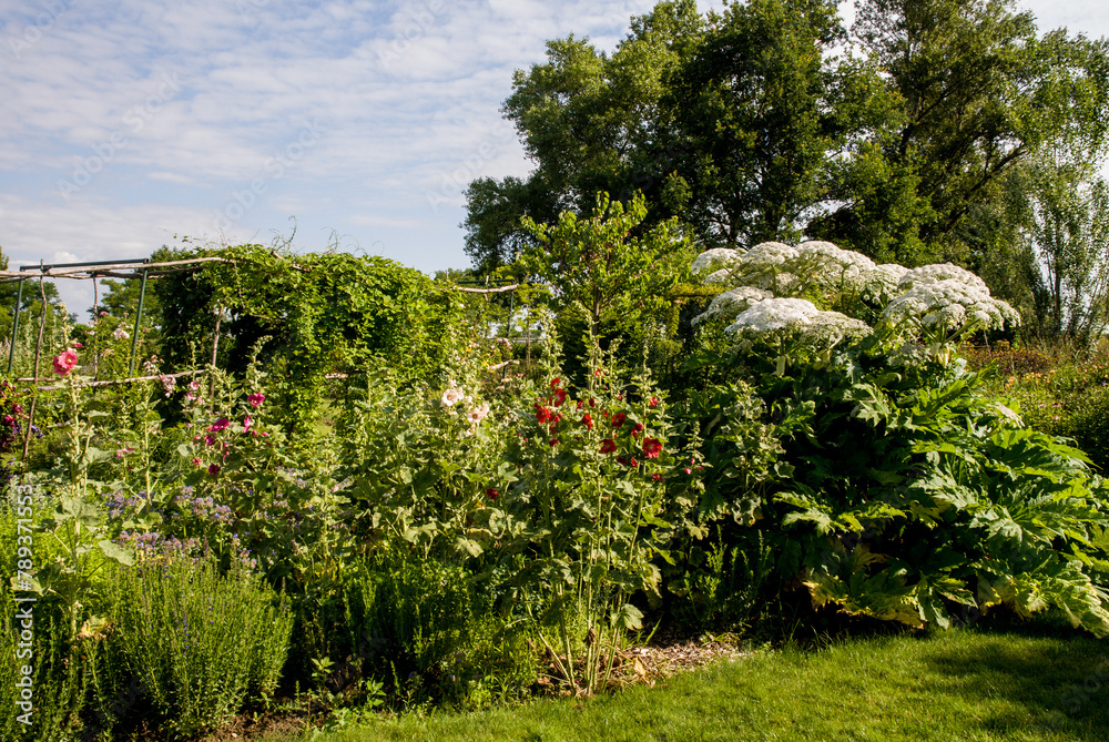 pelouse, tonnelle, rose tremiere, rudbeckia, rosier, Les jardins du temps, Illzach, Alsace, 68, Haut Rhin, France