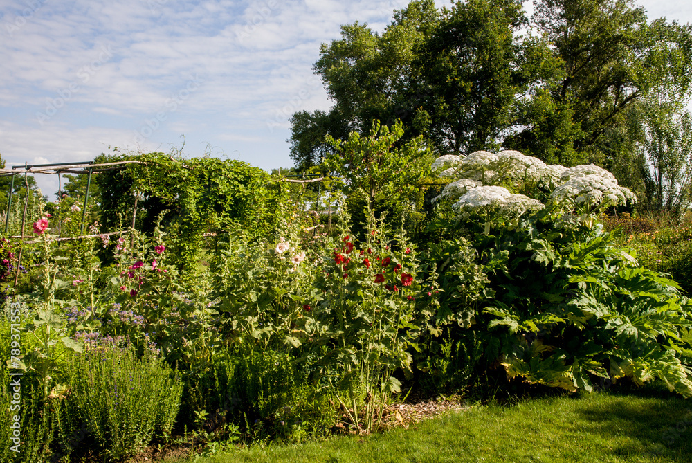 pelouse, tonnelle, rose tremiere, rudbeckia, rosier, Les jardins du temps, Illzach, Alsace, 68, Haut Rhin, France pelouse, tonnelle, rose tremiere, rudbeckia, rosier, Les jardins du temps, Illzach, Alsace, 68, Haut Rhin, France