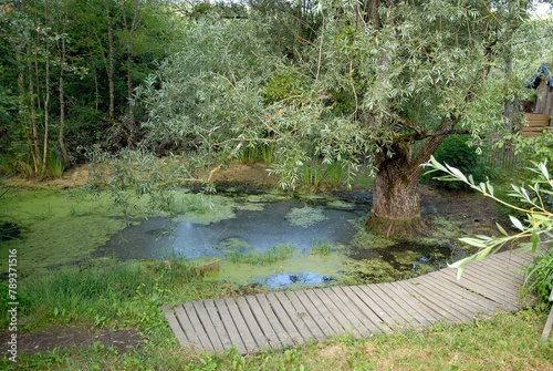 Saule blanc, Lentille d'eau, Mare, Parc écologique Terre Vivante, Domaine de Raud, Mens, 38, Isère, France