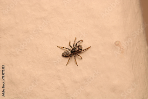 little jumping spider macro photo
