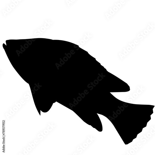 tilapia fish silhouette