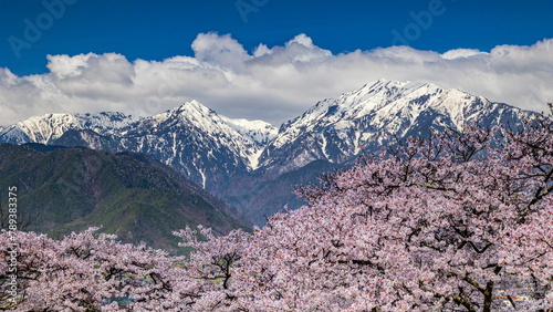 満開の桜と残雪の山　長野　大町公園　絶景