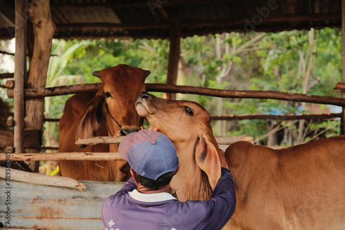 Photography A brown Brahman calf relaxes with his chin scratched.
