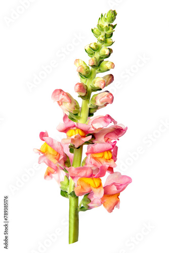 Canvas Print PNG pink snapdragon flower sticker