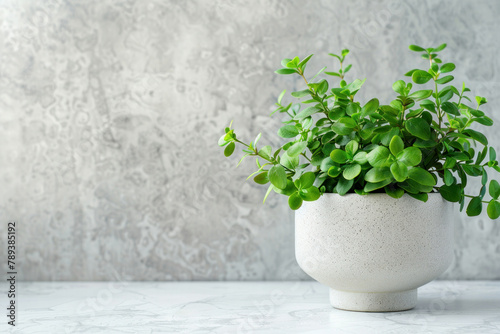Potted plant in white ceramic pot on marble counter against gray wall background