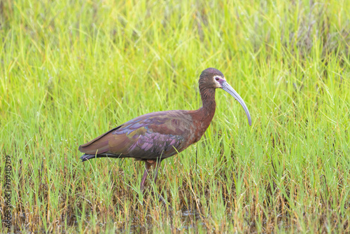 A white-faced ibis in breeding plumage at the San Luis National Wildlife Refuge, in the San Joaquin Valley of California. photo