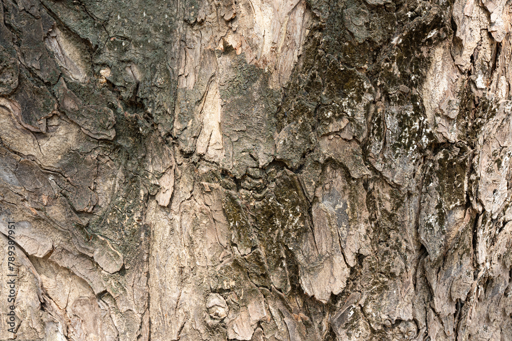 Wooden Tree Bark Texture Close-Up Wooden Tree Bark Texture Close-Up