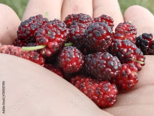 red mulberry fruit or fruit of the Morus rubra or mulberry fruits in Red color  photo