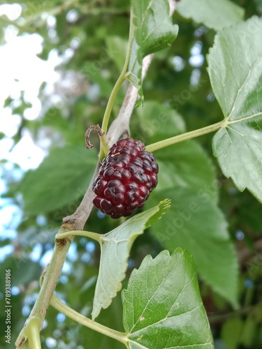 red mulberry fruit or fruit of the Morus rubra or mulberry fruits in Red color  photo