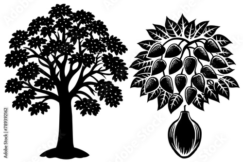 pawpaw-tree-cork-oak- vector illusrtation photo