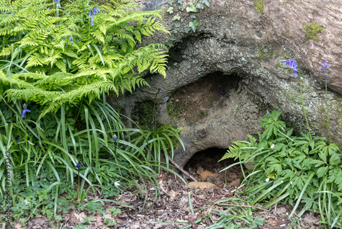 Canvastavla Entrance to a Badger Sett in a wood in East Sussex