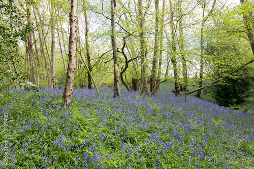 Bluebells flowering in springtime in a wood in East Sussex © philipbird123