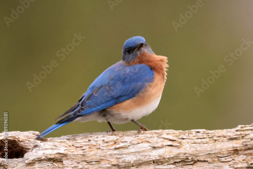 Blue bird male perching on top branch © Janet