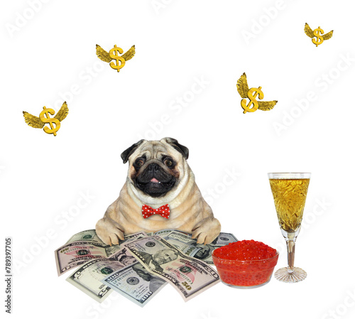 Dog pug near money and champagne 2