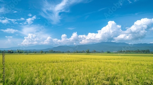 A golden rice field stretching to the horizon under a blue sky, capturing the beauty and tranquility of rural agricultural landscapes.