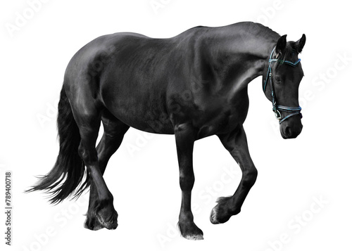Black horse png clipart  pet  transparent background