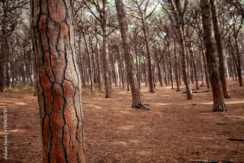 tomboli nature reserve of cecina maritime pine on the sea of marina di cecina