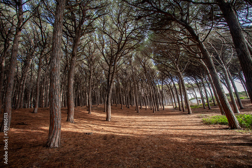 tomboli nature reserve of cecina maritime pine on the sea of marina di cecina