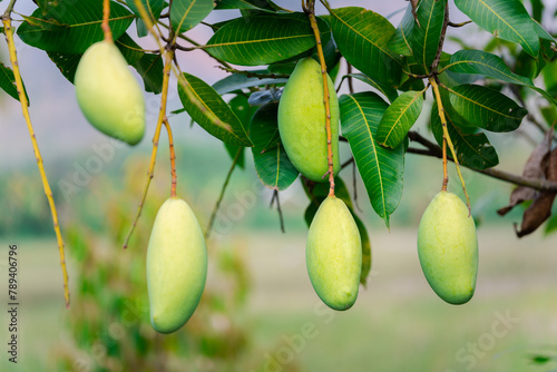 Discover the vibrant essence of summer with ripe mangoes hanging on trees in a Southeast Asian orchard, ready for harvest