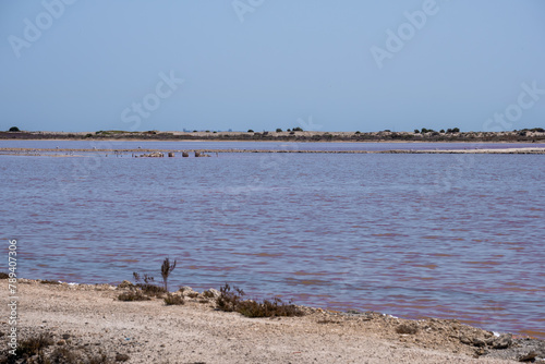 A calm  rose-tinted saline lake stretches to the horizon  with sparse vegetation under the broad daylight.