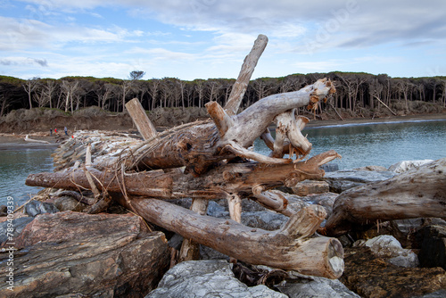 tomboli nature reserve of cecina maritime pine on the sea of marina di cecina