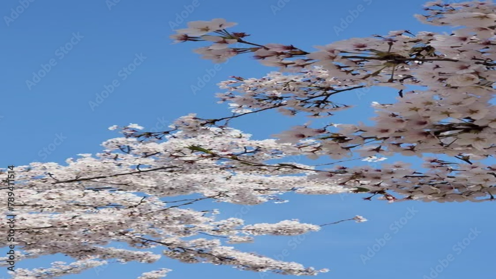 branch with white flowers on blue sky. Spring view of opening Sakura flowers on branches Cherry tree. branch with white flowers on blue sky. Spring view of opening Sakura flowers on branches Cherry tree.