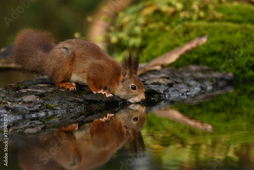 Eichhörnchen © Christian