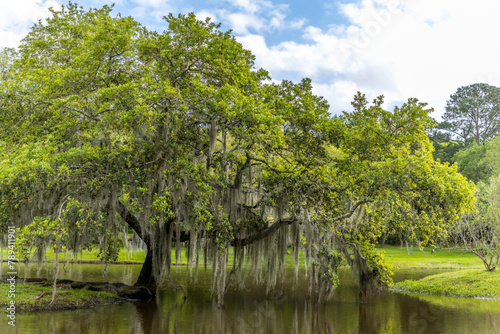 Old single life oak trees with hanging spanish moss reflecting in a pond  southern living