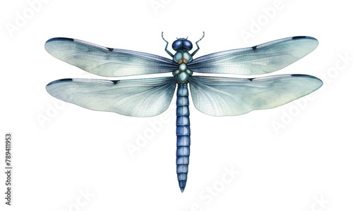Hand drawn watercolor illustration of green dragonfly isolated on white background. Beautiful insect watercolor drawing in trendy vintage style. Flying dragonfly with transparent wings.